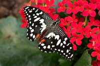 Schmetterlingsschau Berggarten Hannover Januar`18
